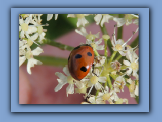 7-spot Ladybird. Hetton Park 23rd July 2023 2_Prv.jpg